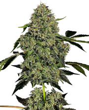 OG Kush Automatic von White Label