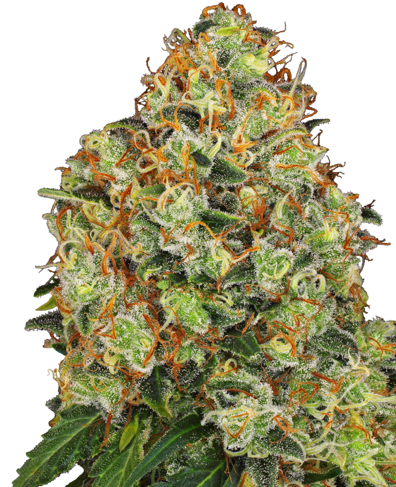 Sweet Tangerine Tango Automatic White Label