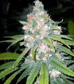 Bild in Galerie laden, Super Lemon Haze, Lemon Skunk x Super Silver Haze