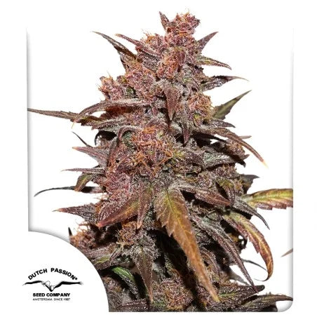 CBD Auto Blackberry Kush CBD Charlotte’s Angel X Auto Blackberry Kush