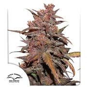 CBD Auto Blackberry Kush CBD Charlotte’s Angel X Auto Blackberry Kush