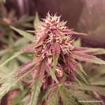 Bild in Galerie laden, CBD Auto Blackberry Kush CBD Charlotte’s Angel X Auto Blackberry Kush