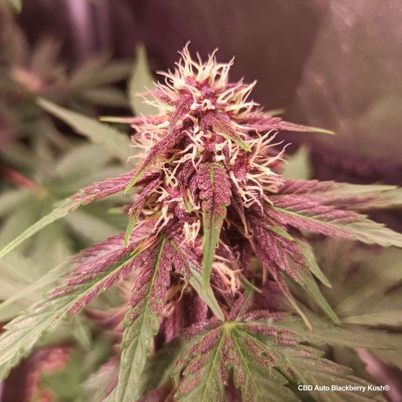 CBD Auto Blackberry Kush CBD Charlotte’s Angel X Auto Blackberry Kush