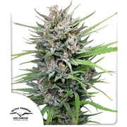 Passion #1
Californian Indica