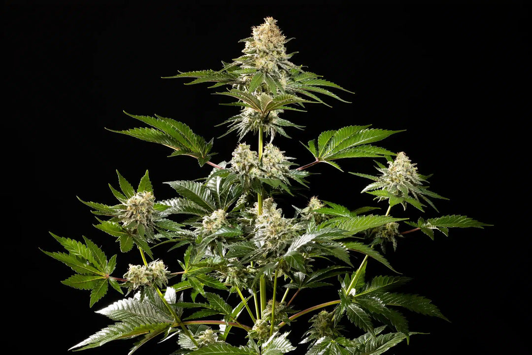 Sunset Sherbet Go Fast, Sunset Sherbet (Girl Scout Cookies x Pink Panties) x Og Kush Auto