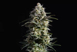 Bild in Galerie laden, Pure Skunk Go Fast, Skunk+ x Auto Skunk+