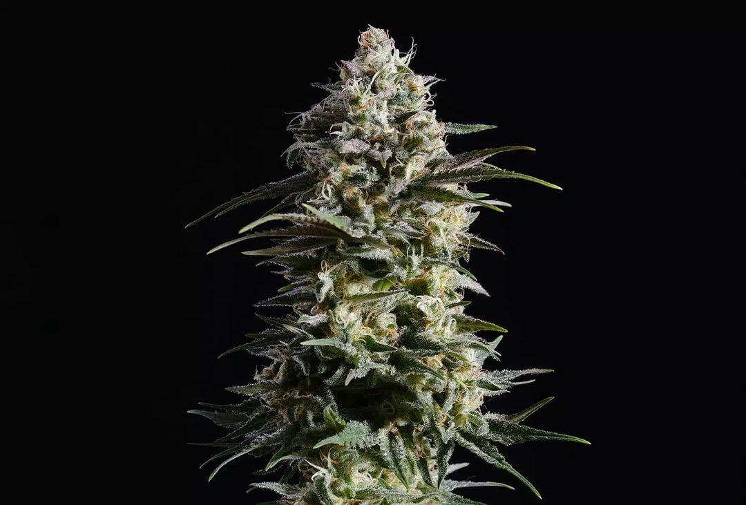 Pure Skunk Go Fast, Skunk+ x Auto Skunk+