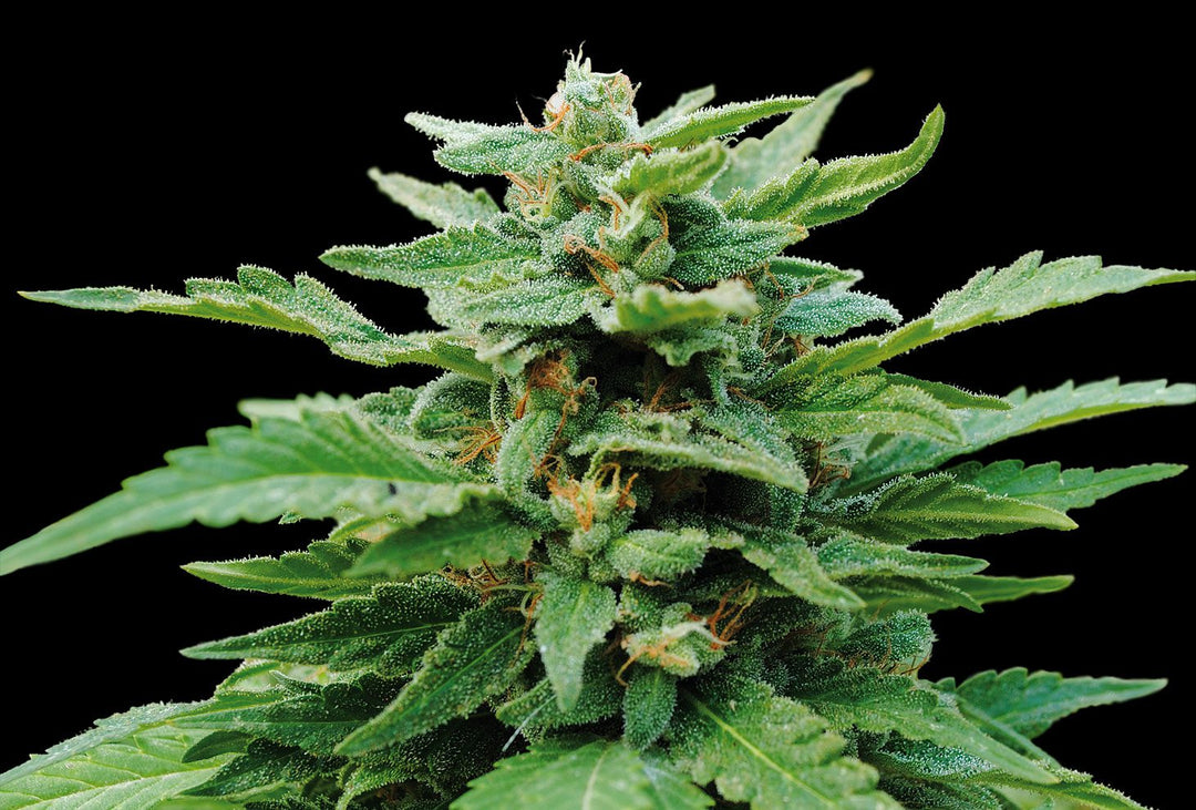 Karribean Mango, Somango x Afghan
