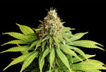 Bild in Galerie laden, Hellfire OG, Hellfire OG × White Widow