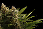 Bild in Galerie laden, Colombian Jack, Nebula x Black Jack