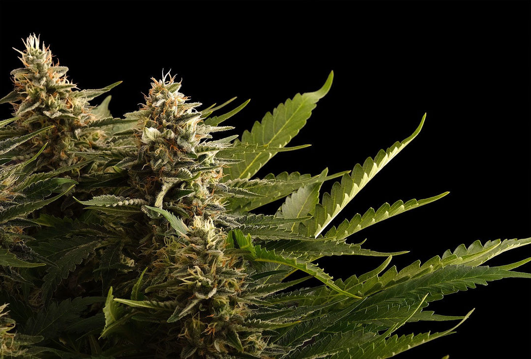 Colombian Jack, Nebula x Black Jack
