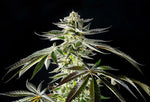 Bild in Galerie laden, Apple &amp; Bananas, ((Platinum Cookies x GDP) x Blue Power) x Gelatti