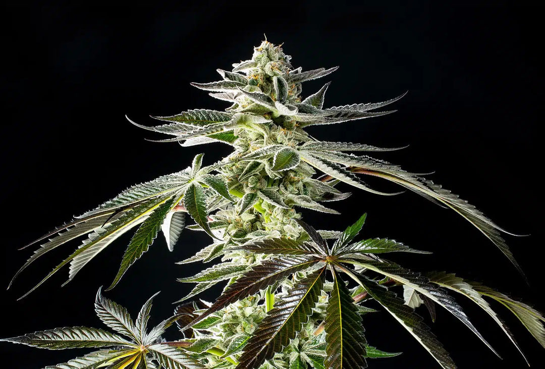 Apple & Bananas, ((Platinum Cookies x GDP) x Blue Power) x Gelatti