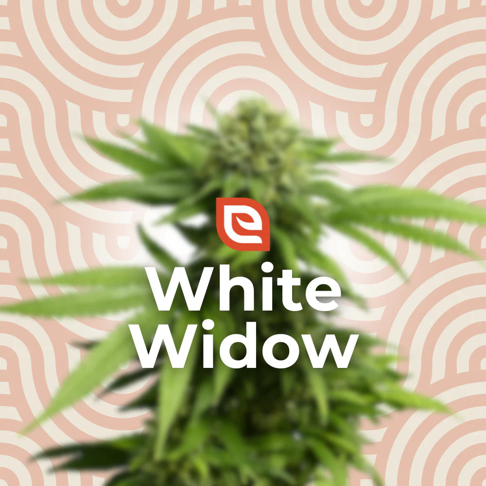 White Widow Samen - Feminisiert – EAZZY-SEEDS