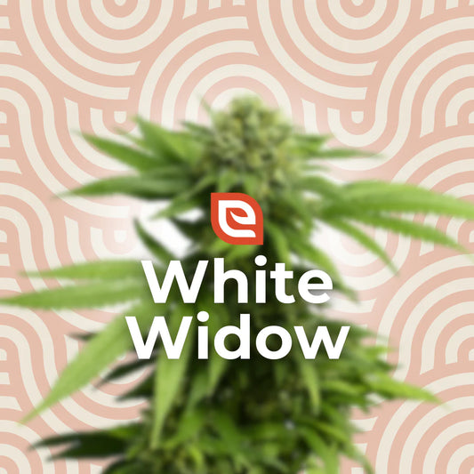 White Widow Samen - Feminisiert – EAZZY-SEEDS