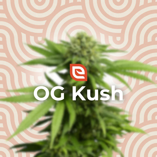 OG Kush Samen - Feminisiert – EAZZY-SEEDS