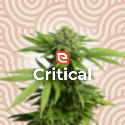 Critical Samen - Feminisiert – EAZZY-SEEDS