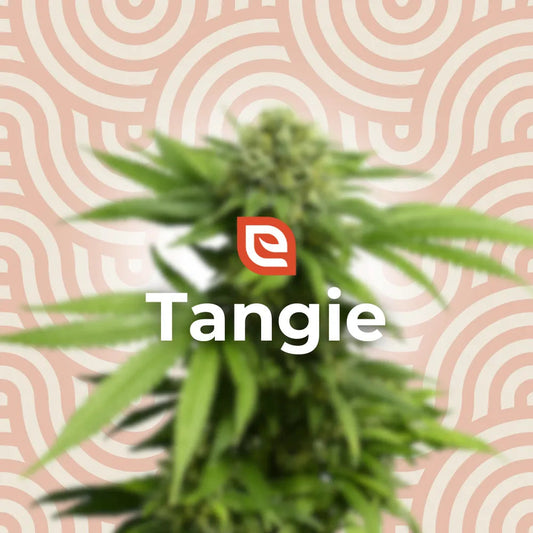 Tangie Samen - Feminisiert – EAZZY-SEEDS