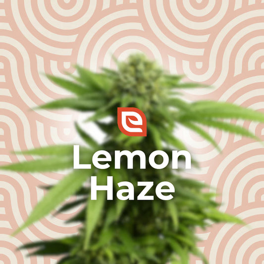 Lemon Haze Samen - Feminisiert – EAZZY-SEEDS