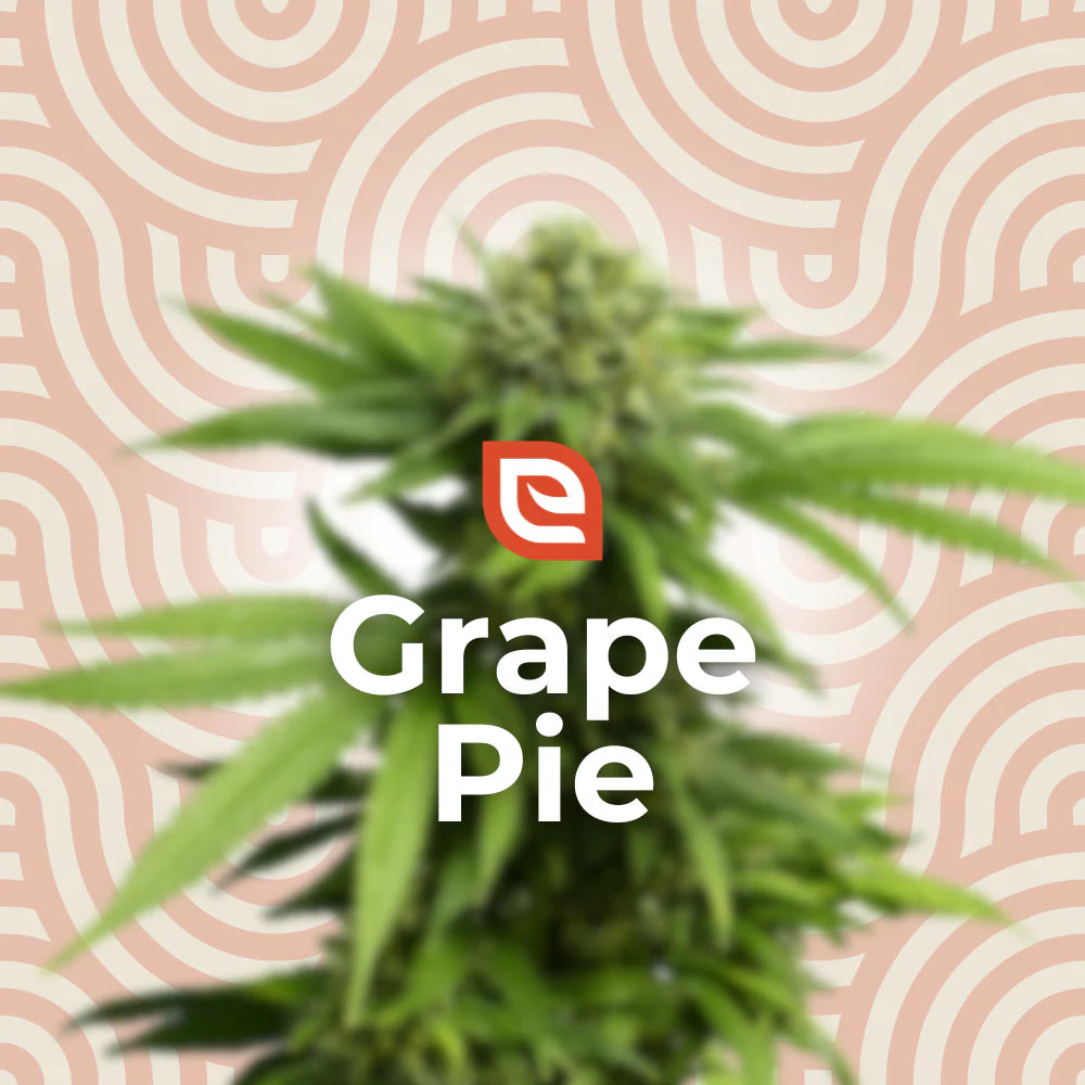 Grape Pie Samen - Feminisiert – EAZZY-SEEDS