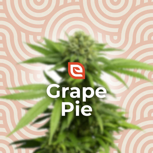 Grape Pie Samen - Feminisiert – EAZZY-SEEDS