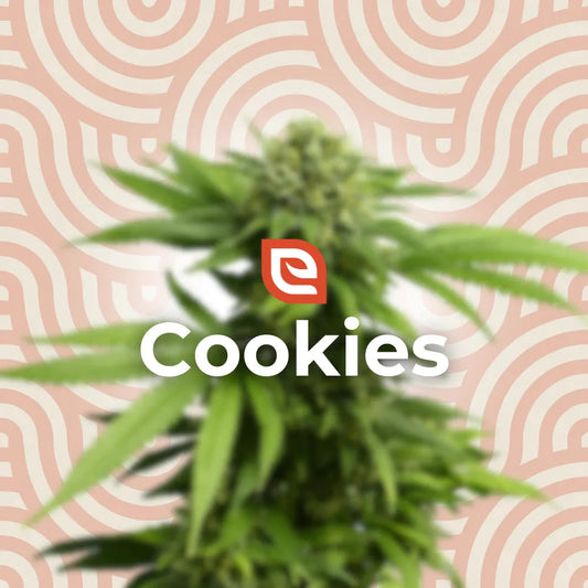 Cookies Samen - Feminisiert – EAZZY-SEEDS