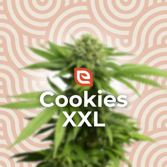 Cookies XXL Samen - Automatic – EAZZY-SEEDS