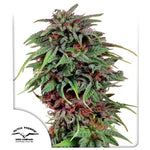 Bild in Galerie laden, Durban Poison (10 Stk. | Regular) - Dutch Passion – Durban X Unknown Indica