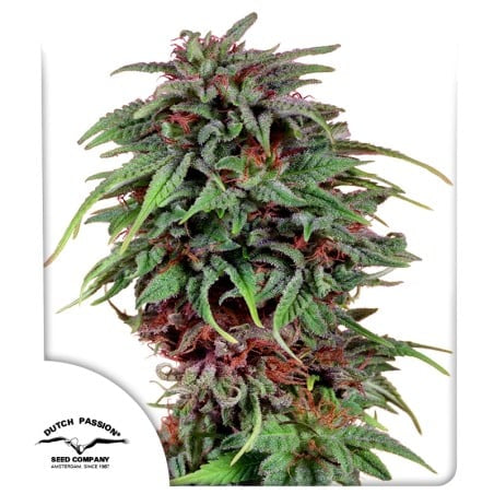 Durban Poison (10 Stk. | Regular) - Dutch Passion – Durban X Unknown Indica