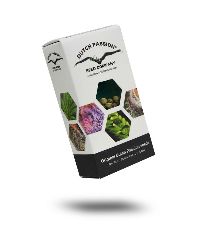 Auto Glueberry O.G.® – Glueberry O.G. X Auto Blueberry