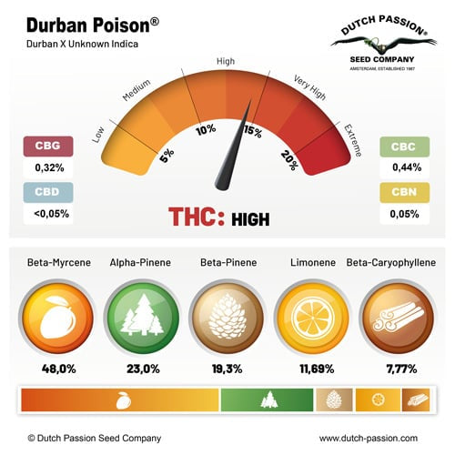 Durban Poison (10 Stk. | Regular) - Dutch Passion – Durban X Unknown Indica