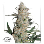 Bild in Galerie laden, Blue Zushi – (Kush Mints x Original Z)