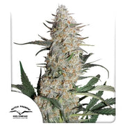 Blue Zushi – (Kush Mints x Original Z)