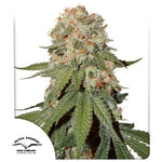 Bild in Galerie laden, Orange Bud® – Original Orange Bud