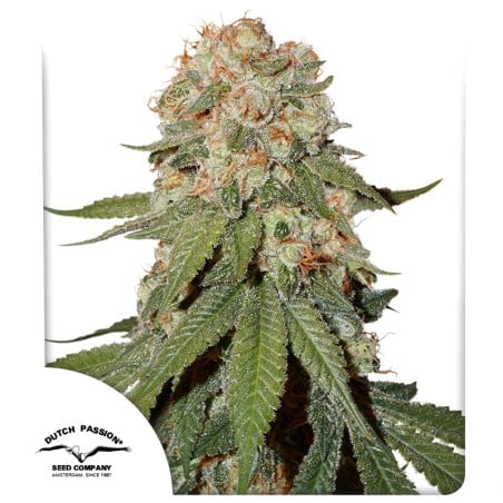 Orange Bud® – Original Orange Bud