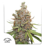 Bild in Galerie laden, Auto Glueberry O.G.® – Glueberry O.G. X Auto Blueberry