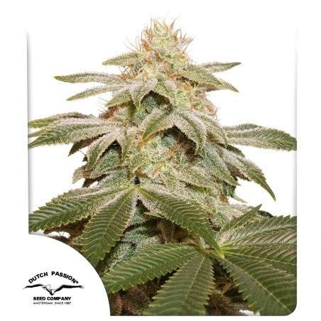 Sugar Bomb Punch® – THC Bomb X (Critical Orange Punch x Bubba Island Kush)