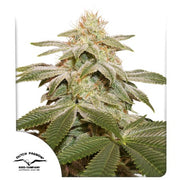 Sugar Bomb Punch® – THC Bomb X (Critical Orange Punch x Bubba Island Kush)