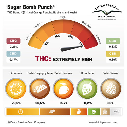 Sugar Bomb Punch® – THC Bomb X (Critical Orange Punch x Bubba Island Kush)