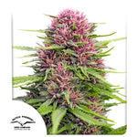 Bild in Galerie laden, Frisian Dew® – Super Skunk X Purple Star