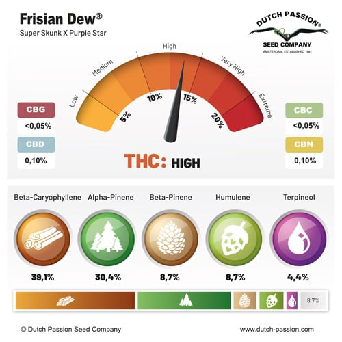 Frisian Dew® – Super Skunk X Purple Star