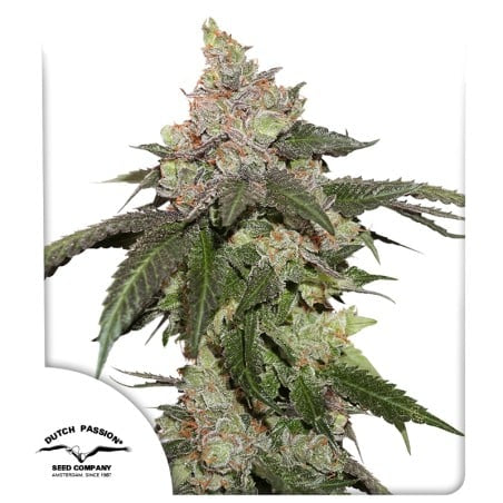 Kerosene Krash® – Gorilla Glue #4 X Sherbet