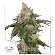 Kerosene Krash® – Gorilla Glue #4 X Sherbet