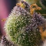 Bild in Galerie laden, Hindu Kush Strain – Hindu Kush Mountains landrace
