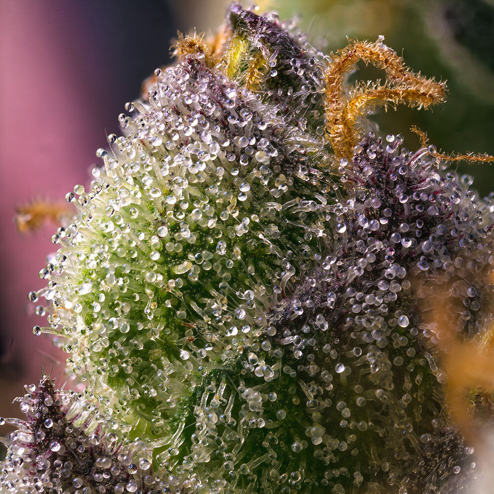 Hindu Kush Strain – Hindu Kush Mountains landrace