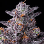 Bild in Galerie laden, Zillions Strain – Original Zkittlez x Lemon Cherry Gelato