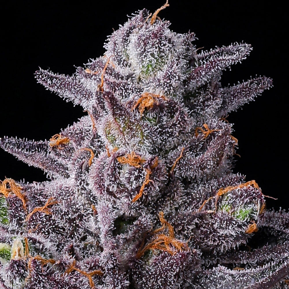 Zillions Strain – Original Zkittlez x Lemon Cherry Gelato