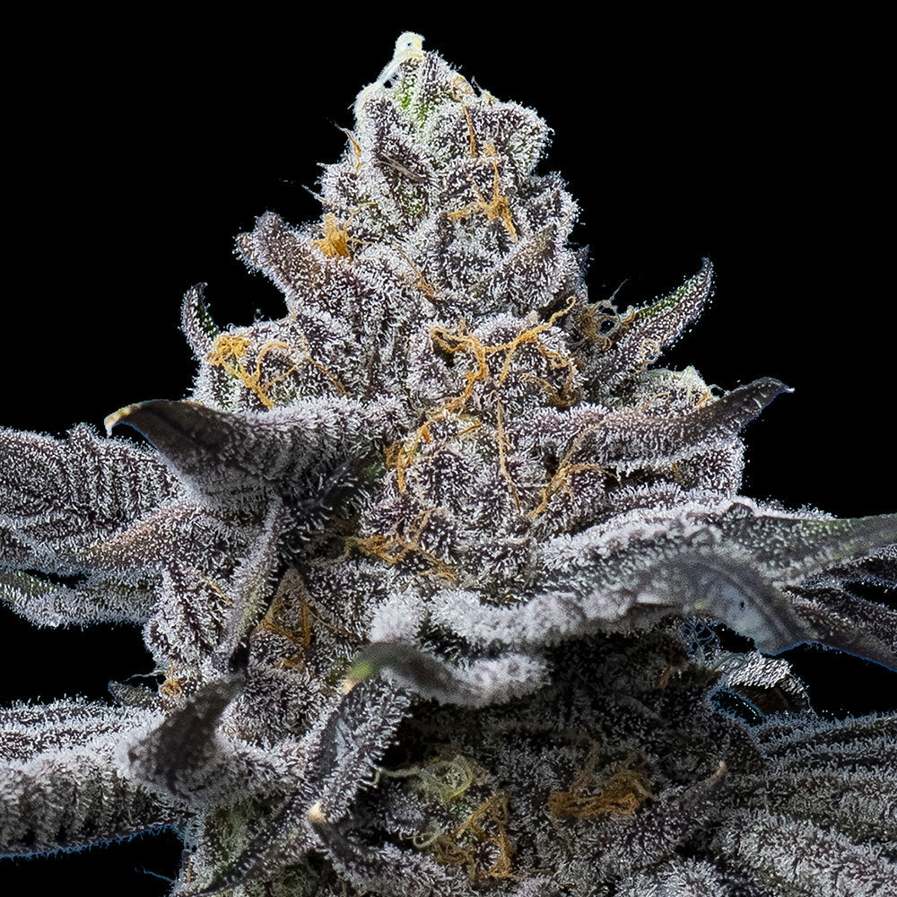 LFG Strain – Lemon Cherry Gelato x Gelato 41
