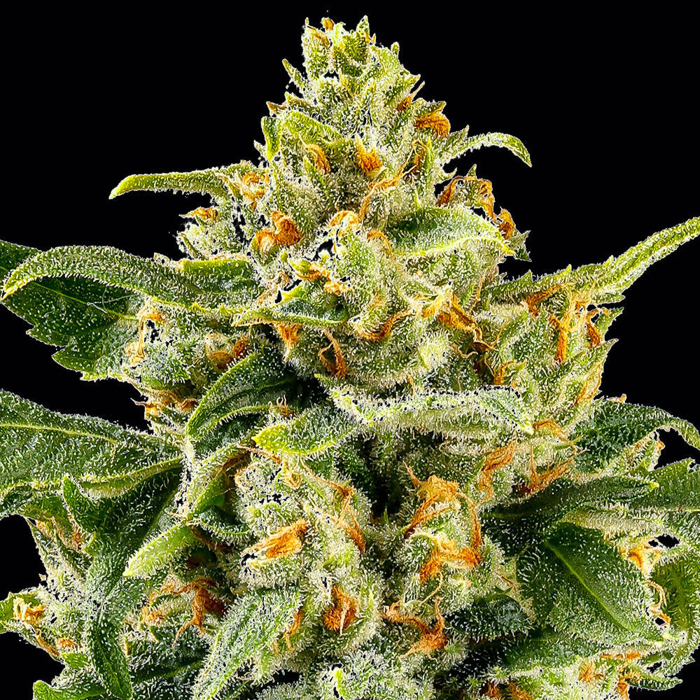Skunk #1 Strain – Afghan x Acapulco Gold x Colombian Gold