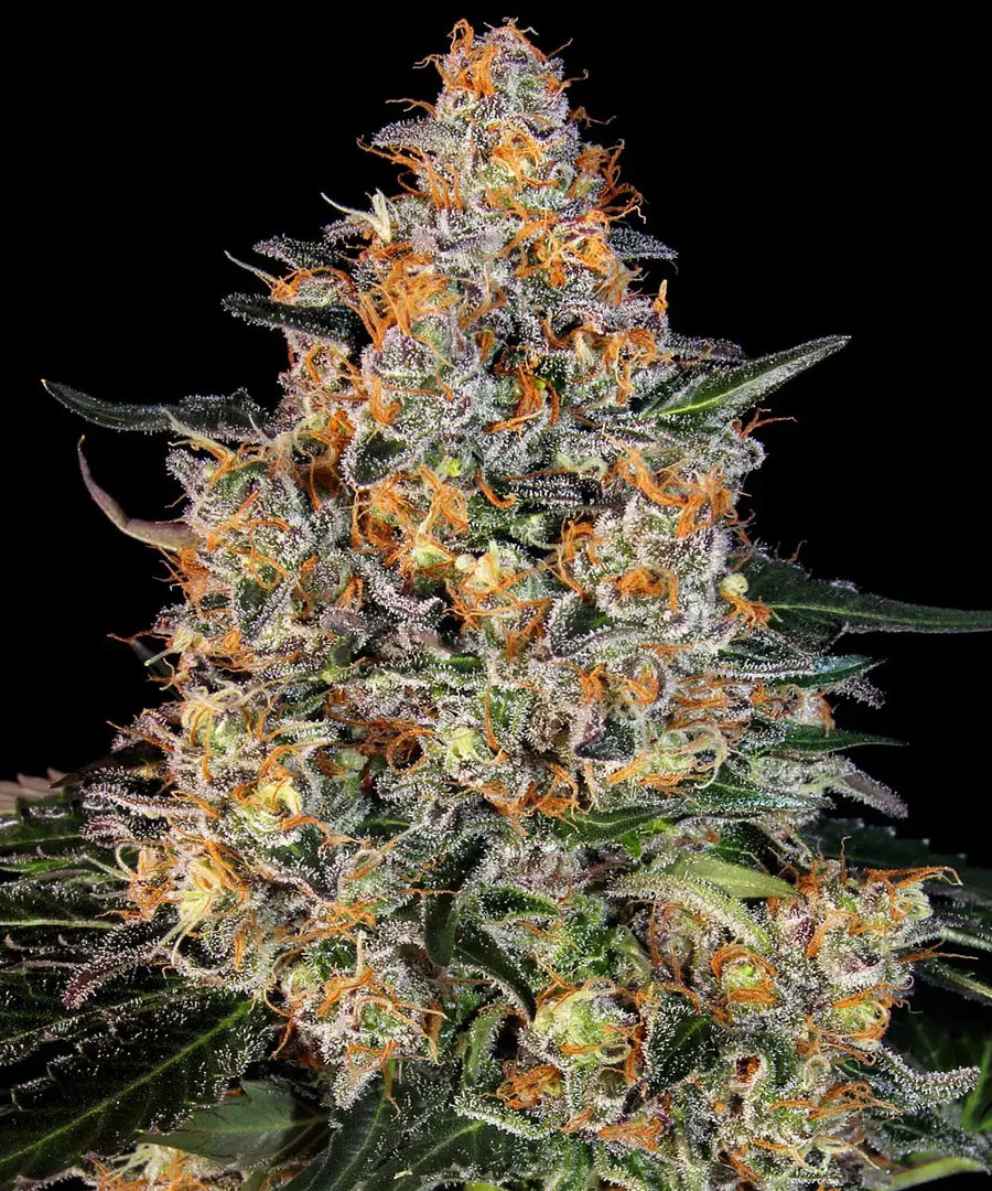 Bubba Kush Strain – Afghan Kush Landrace x OG Kush